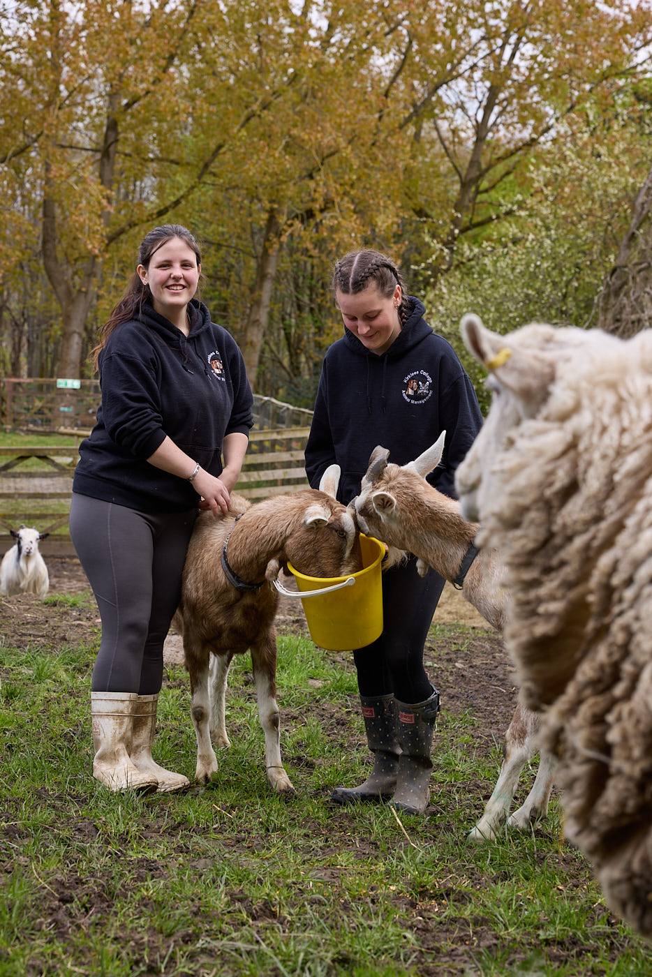 women in black hoodies feeding goats with yellow buckets in a grassy field with autumn trees.