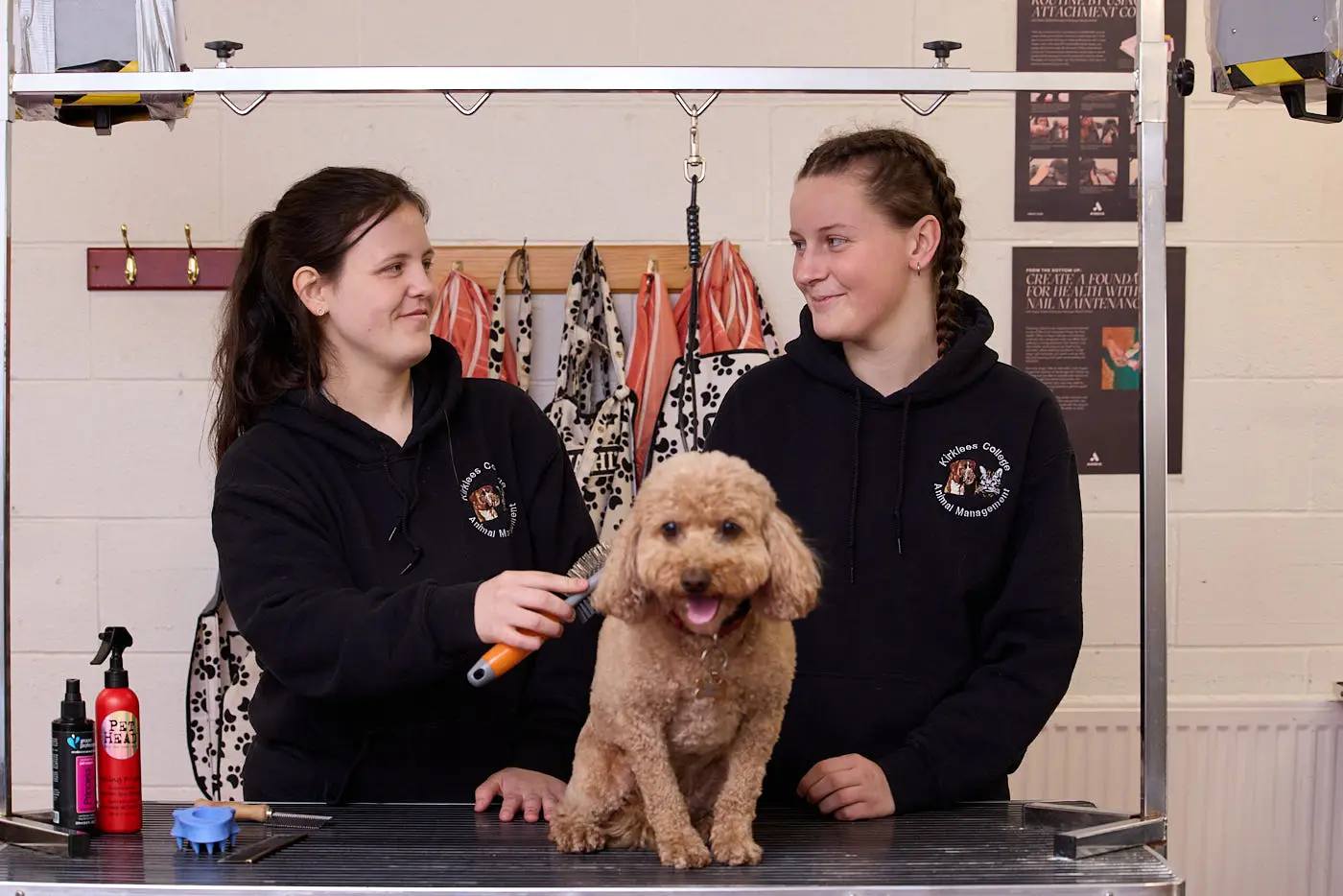 students in black hoodies grooming a brown poodle on a grooming table, with tools and towels in the background.