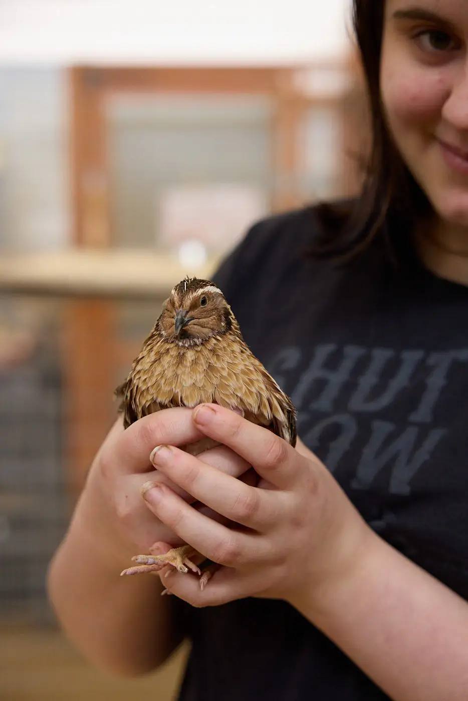person holding a small brown chicken in their hands.