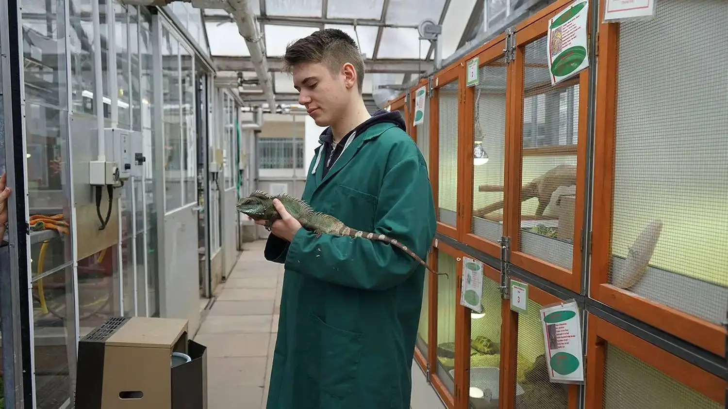A student in a green lab coat holds a green iguana in a reptile enclosure, studying it closely.