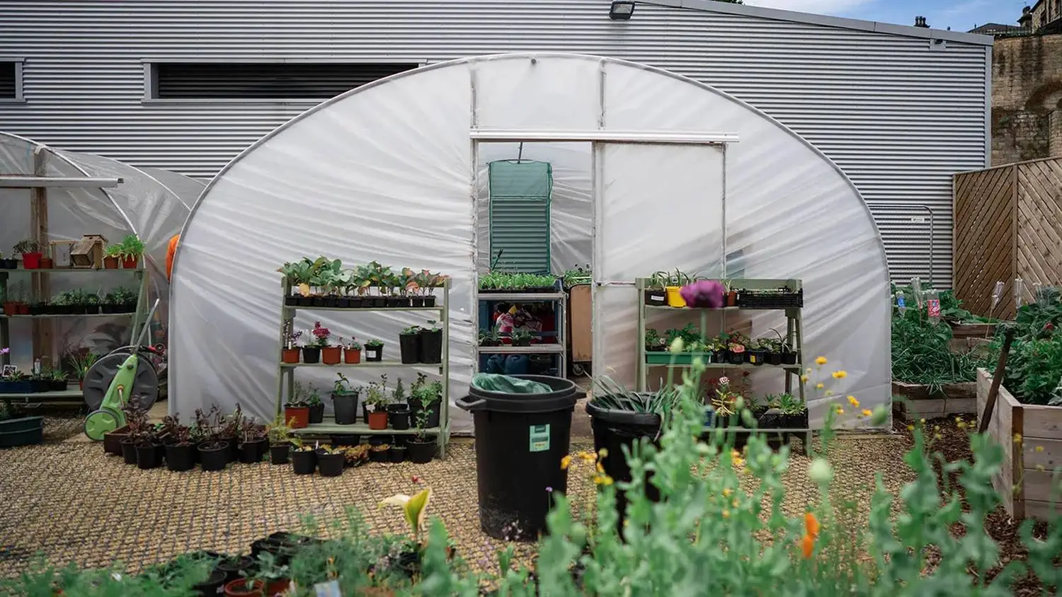 A polytunnel with potted plants and gardening tools, set against a corrugated metal wall, in a college garden.