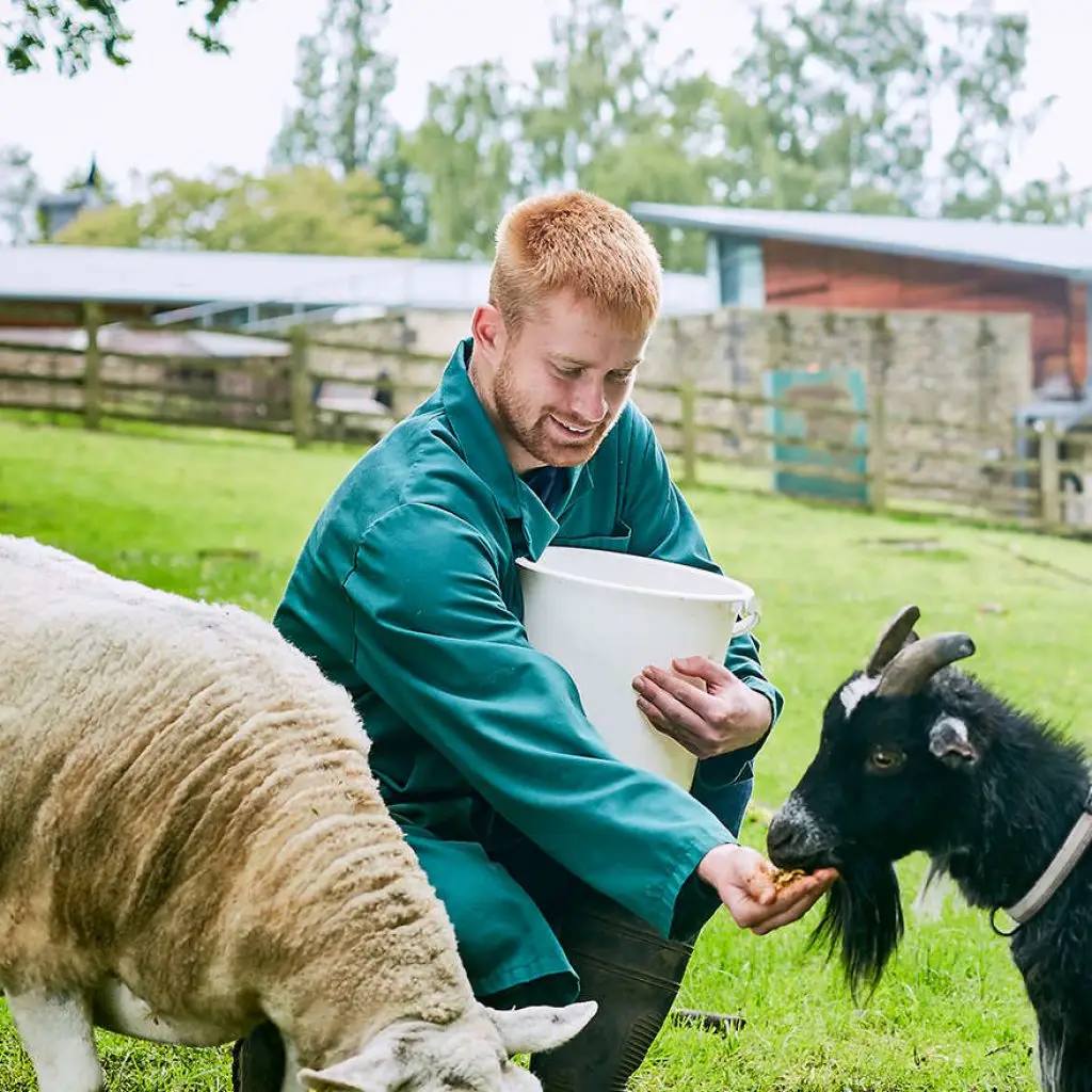 man in a green coat feeds a sheep and a goat in a grassy field near a stone wall and a building.