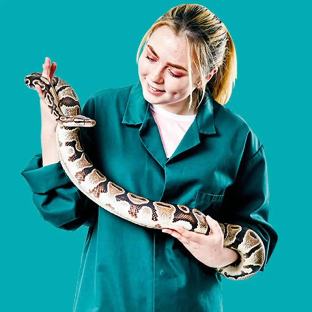 person in a teal coat holds a ball python, showcasing its patterned scales against a teal background. Educational focus on reptile handling and biology.