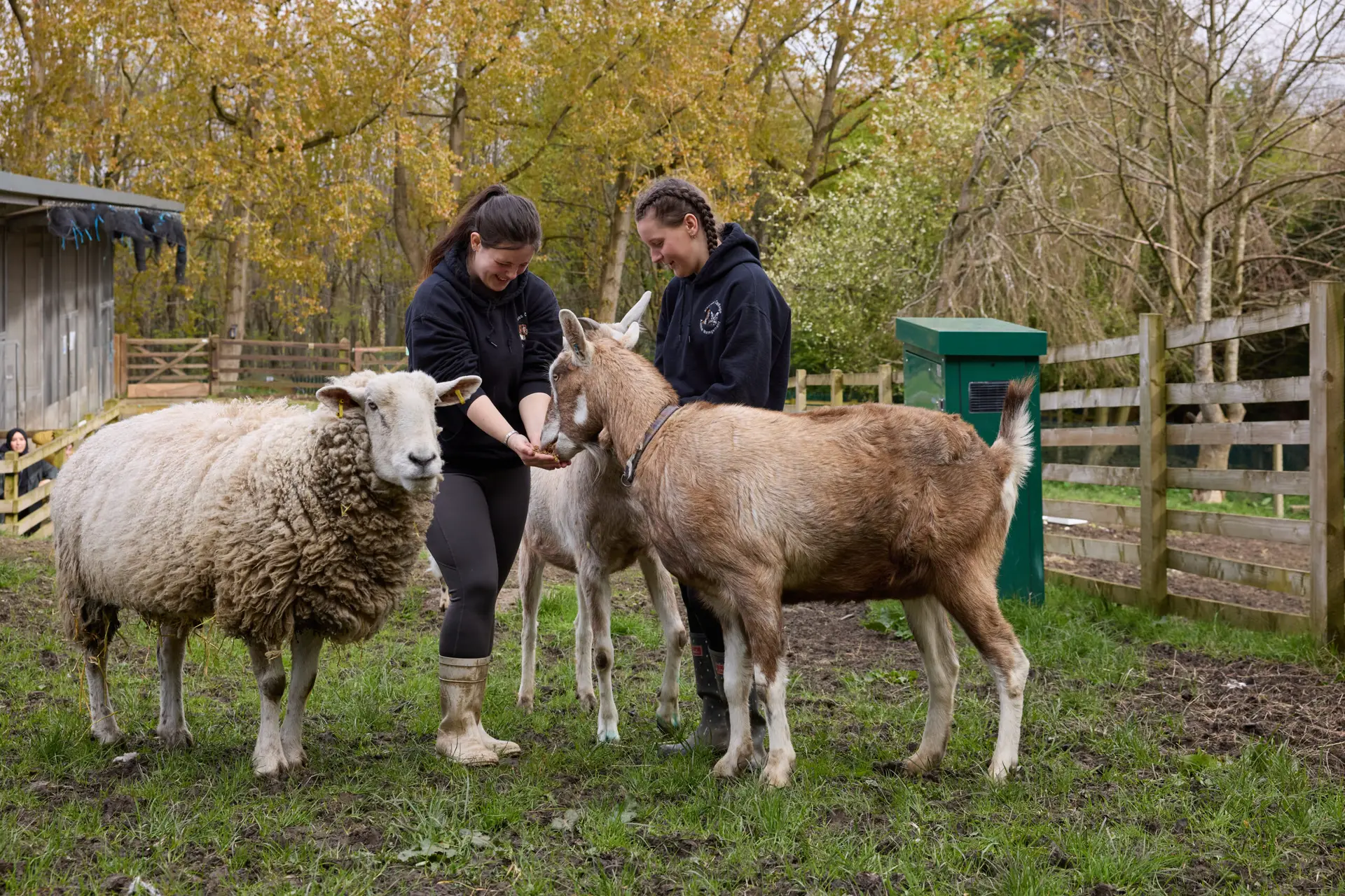 Two female students feed a goat and a sheep