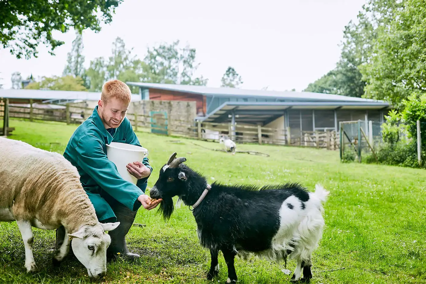 men feeding two goats